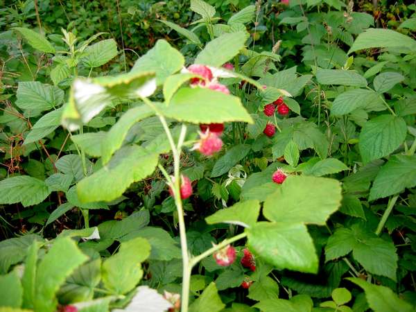 images/img_2834_big.jpg